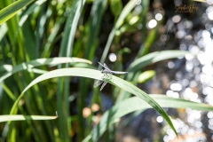 K1024_0D6A5655